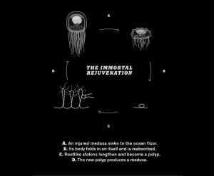 immortal-jellyfish-turritopsis-nutricula-2